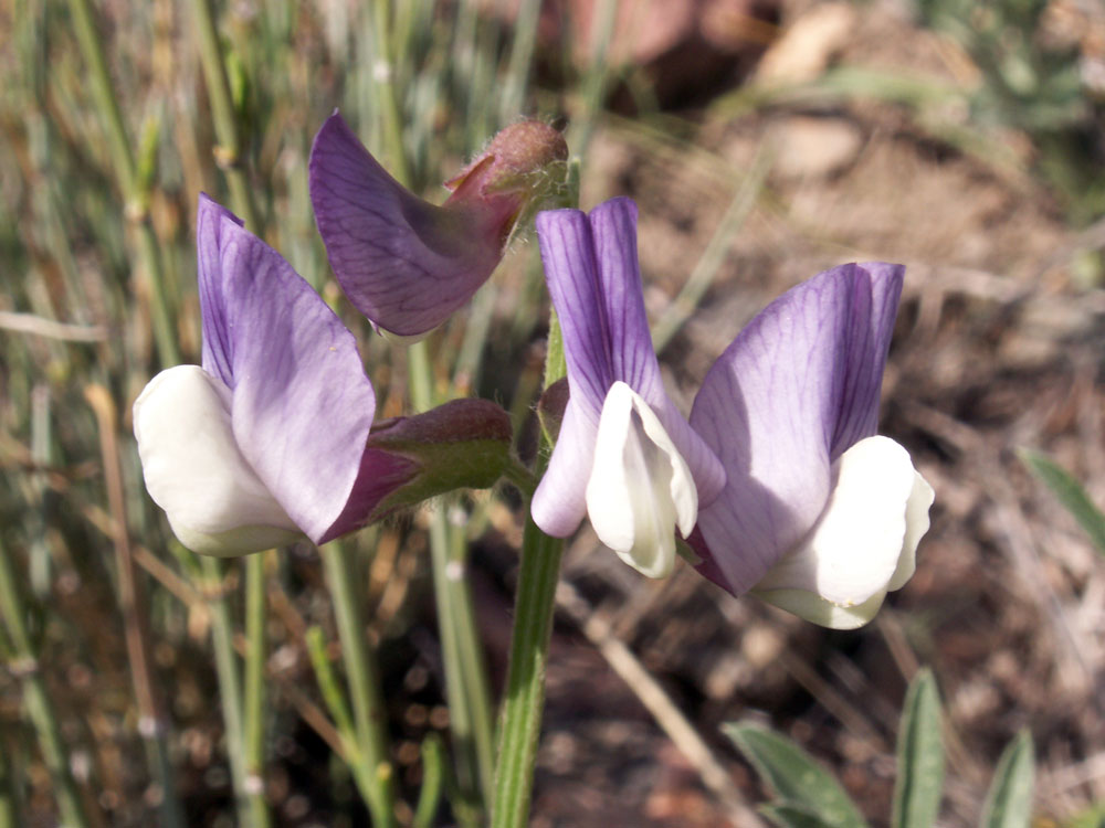 Image of Vicia subvillosa specimen.