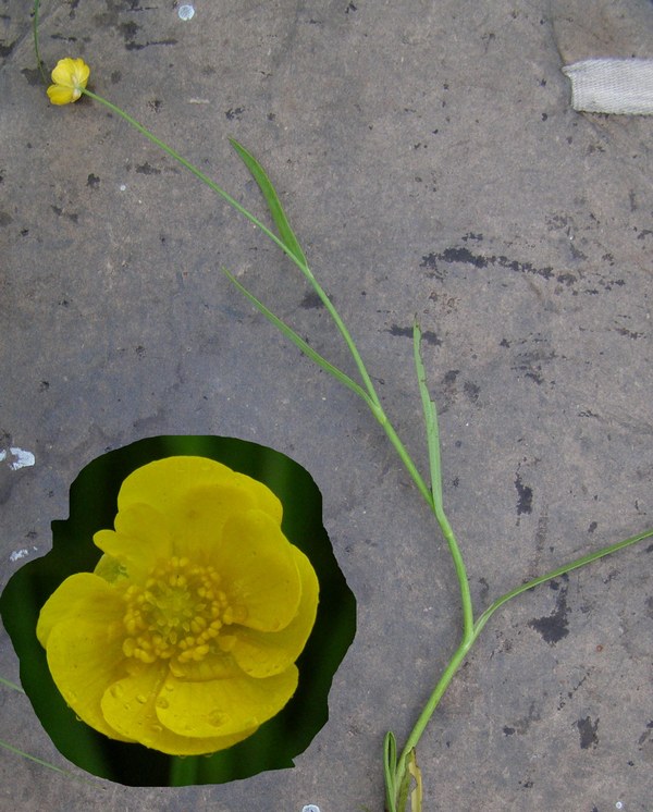 Изображение особи Ranunculus amurensis.