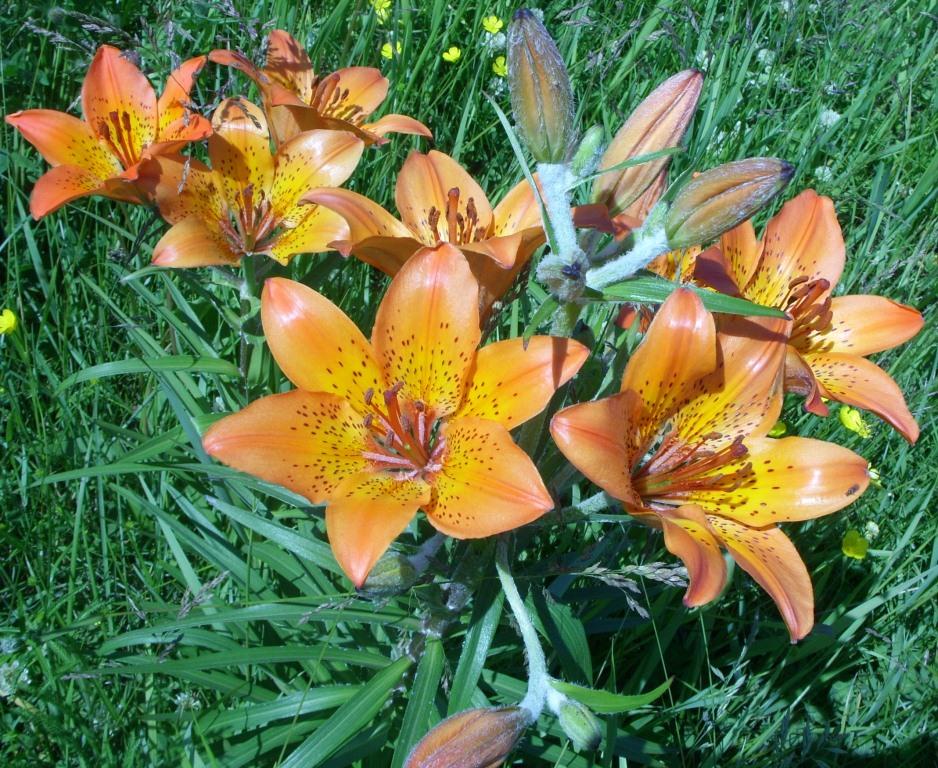 Image of Lilium pensylvanicum specimen.