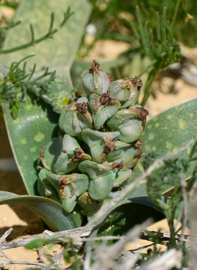 Image of Bellevalia desertorum specimen.