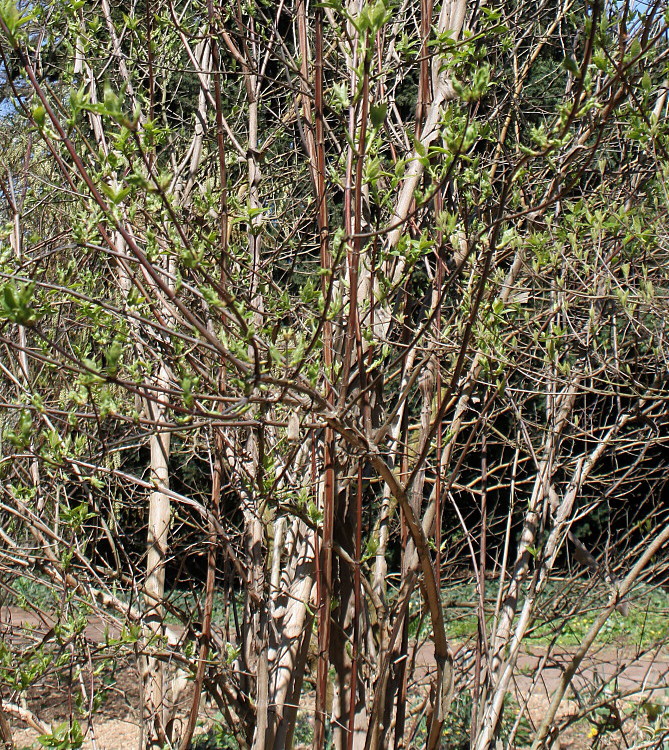 Image of Dipelta floribunda specimen.