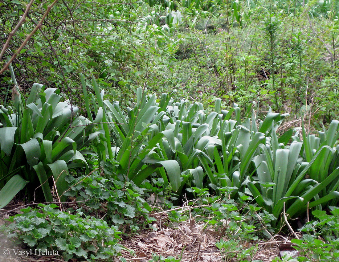 Image of genus Allium specimen.