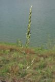 Festuca pratensis. Соцветие. Крым, зап. берег Симферопольского вдхр. 20 июня 2013 г.