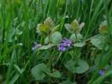 Glechoma hederacea