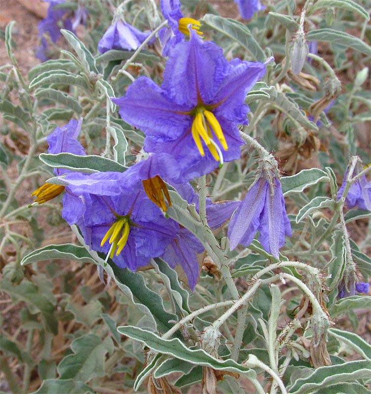 Изображение особи Solanum elaeagnifolium.