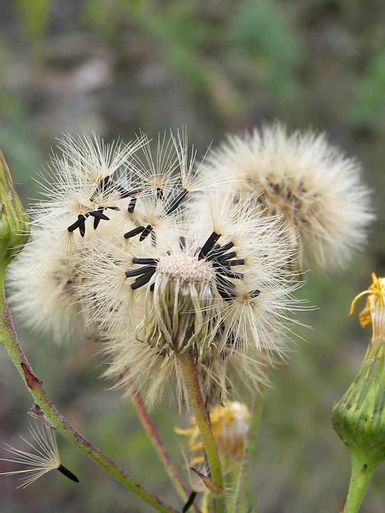 Image of Hieracium virosum specimen.