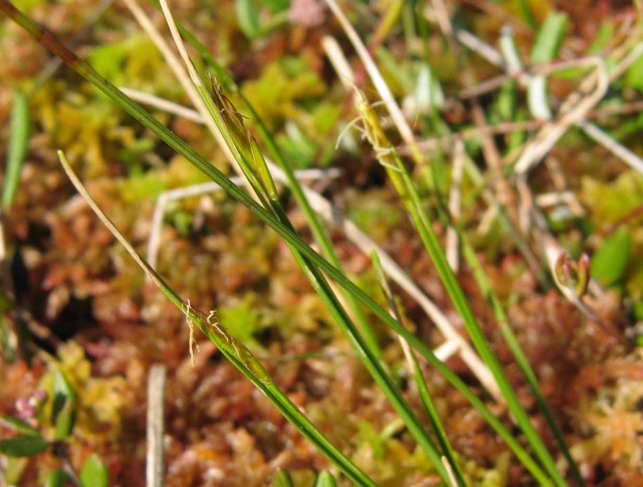 Image of Carex pauciflora specimen.