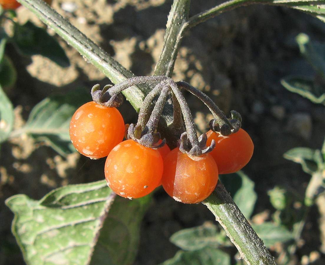 Image of Solanum zelenetzkii specimen.