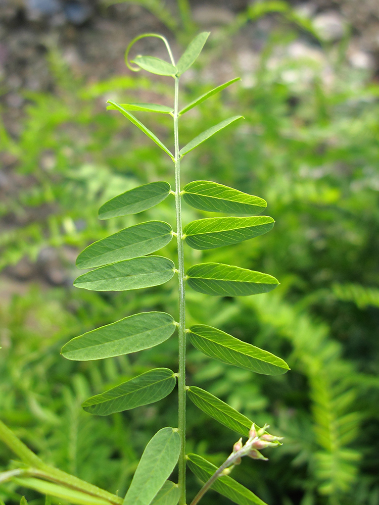 Image of Vicia cassubica specimen.