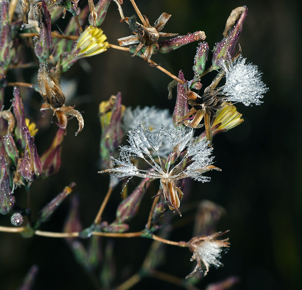 Image of Lactuca serriola specimen.