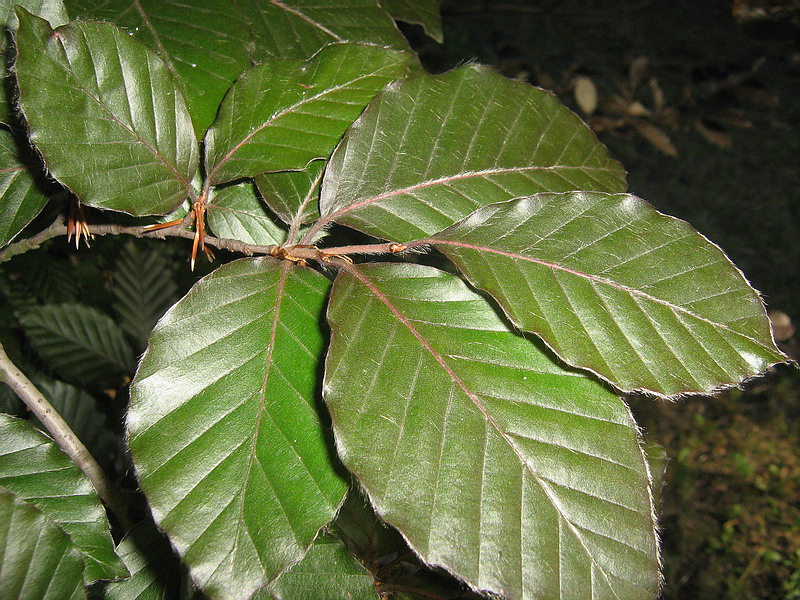 Изображение особи Fagus sylvatica.