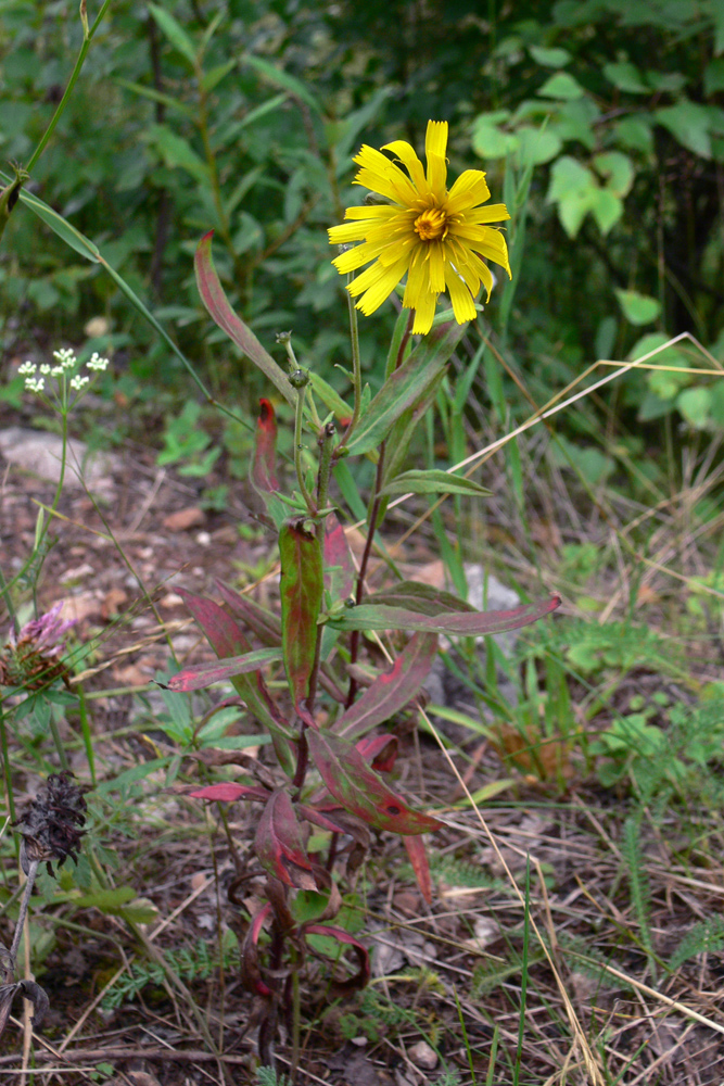 Изображение особи Hieracium umbellatum.