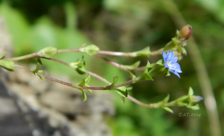 Изображение особи Gentiana squarrosa.