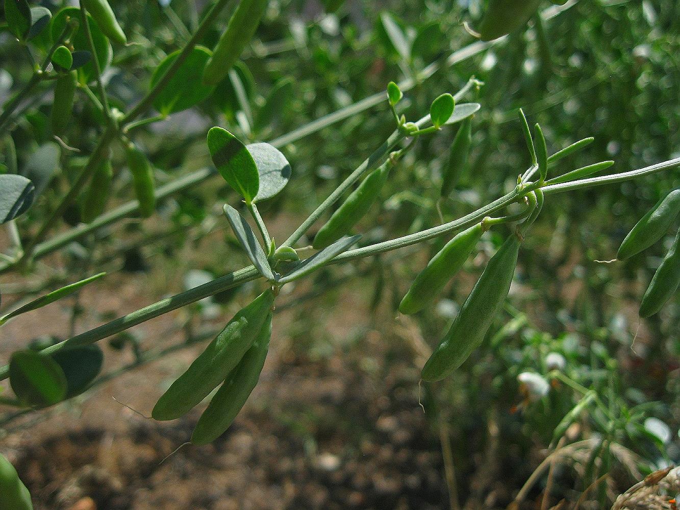 Image of Zygophyllum fabago specimen.