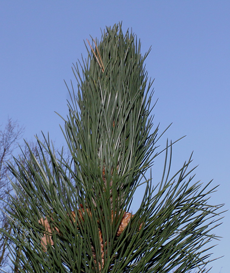 Image of genus Pinus specimen.