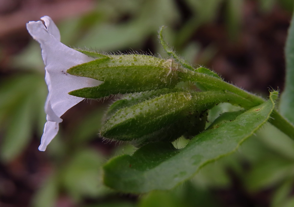 Изображение особи Pulmonaria obscura.