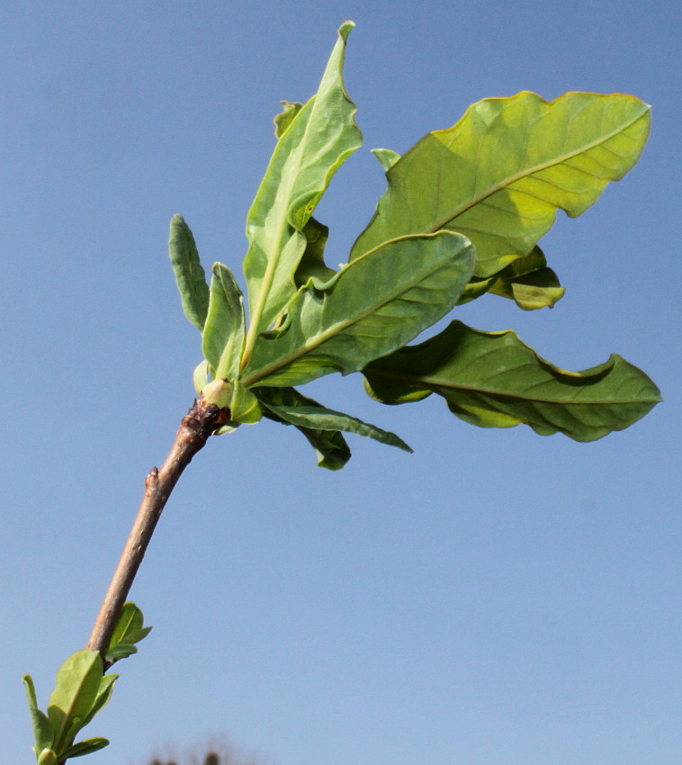 Image of Exochorda racemosa specimen.