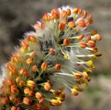 Salix cinerea