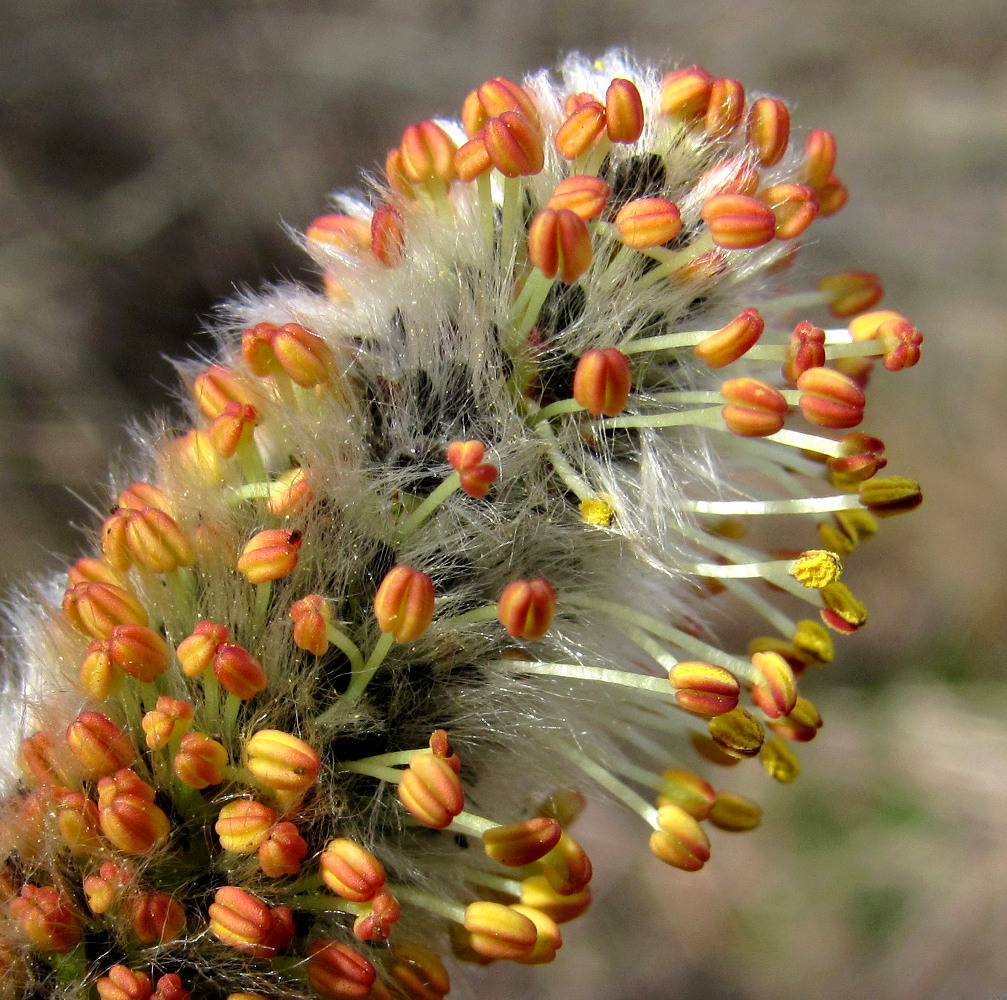 Изображение особи Salix cinerea.