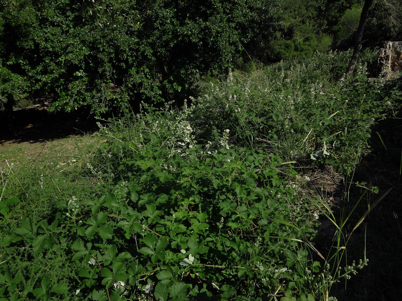 Изображение особи Rubus canescens.