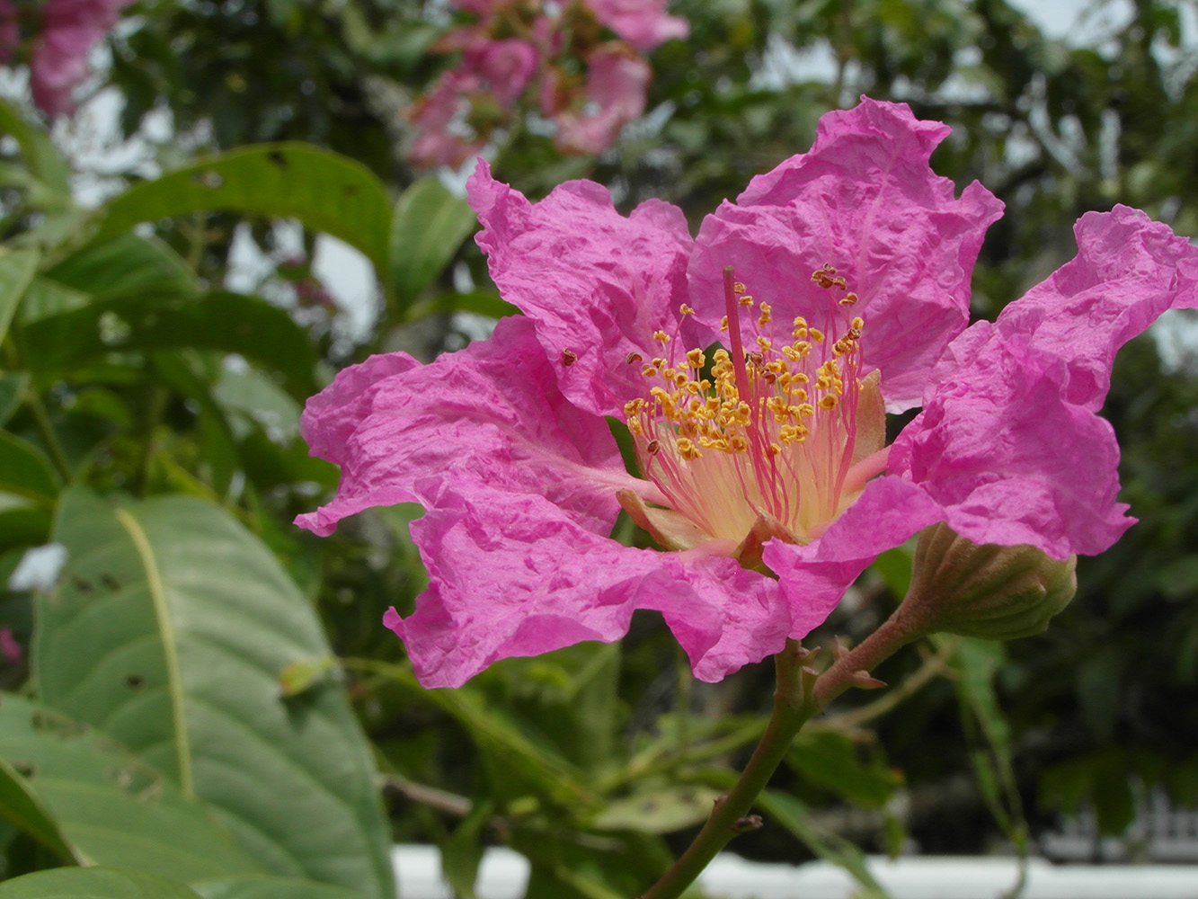 Image of Lagerstroemia speciosa specimen.