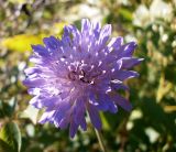 Knautia arvensis