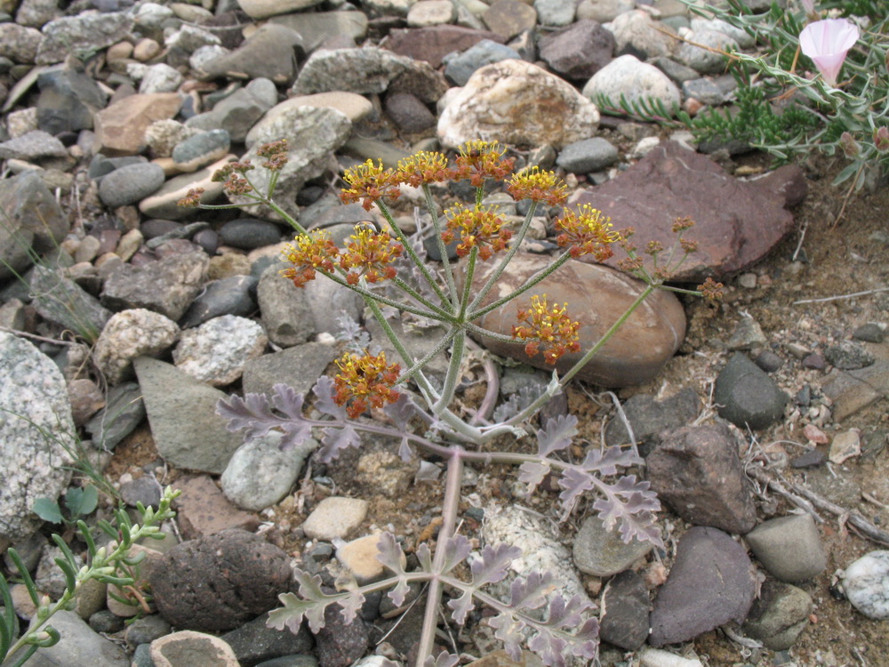 Image of Ferula sugatensis specimen.