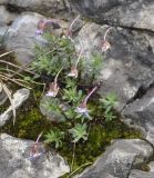 Viola delphinantha