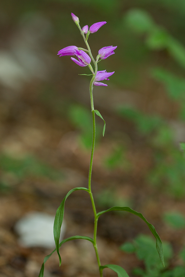 Изображение особи Cephalanthera rubra.