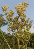 Filipendula ulmaria ssp. denudata
