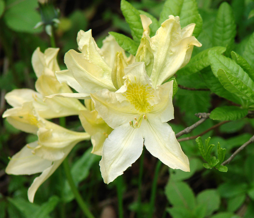 Изображение особи род Rhododendron.