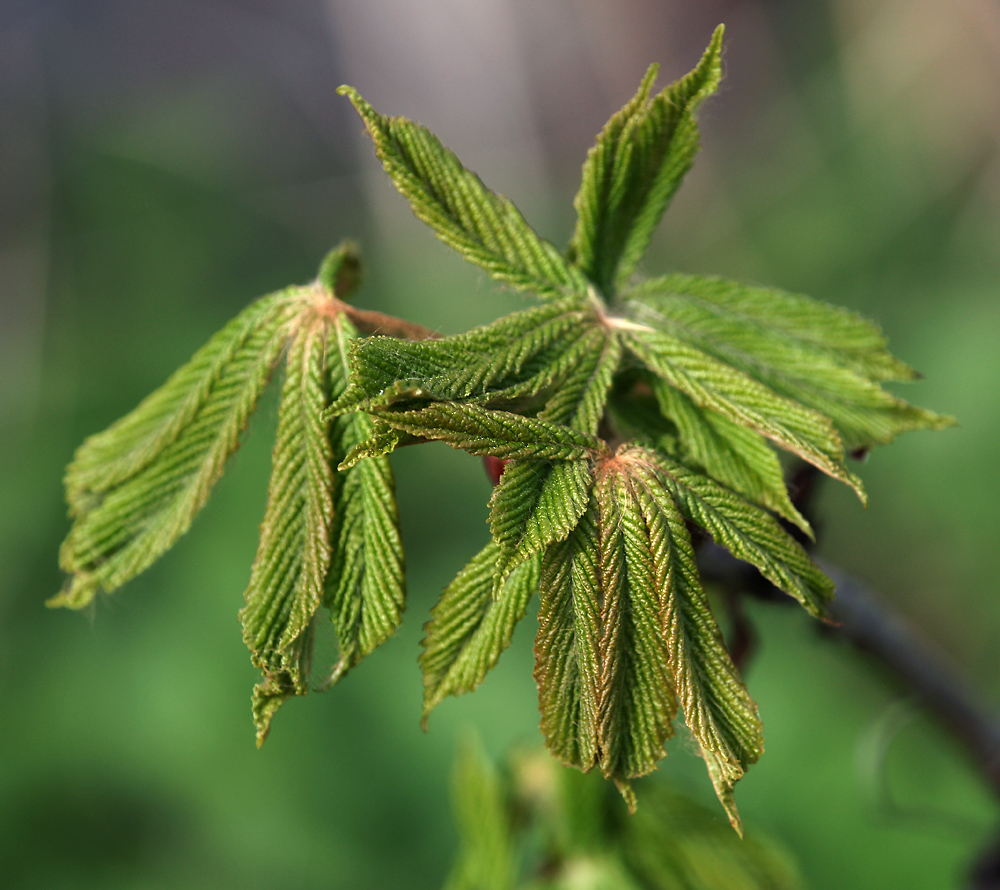 Изображение особи Aesculus hippocastanum.