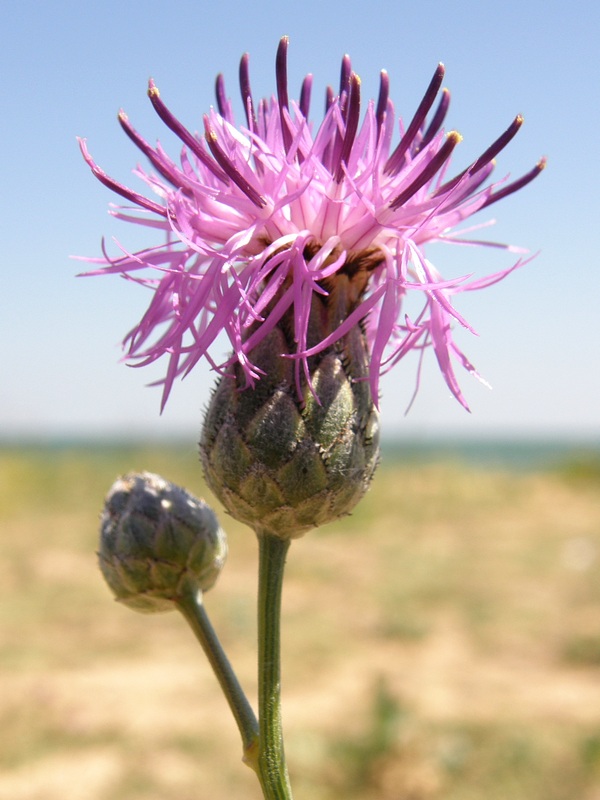 Изображение особи Centaurea adpressa.