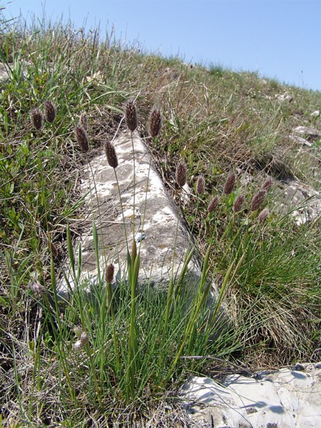 Image of Alopecurus vaginatus specimen.