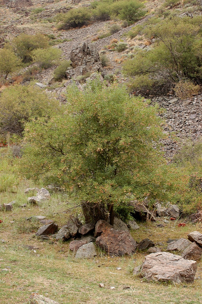 Image of Acer semenovii specimen.