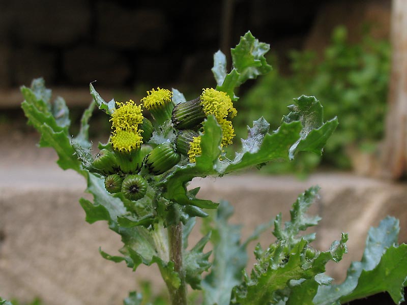 Изображение особи Senecio vulgaris.