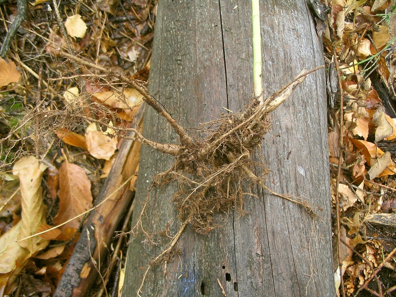 Image of Hylotelephium maximum specimen.