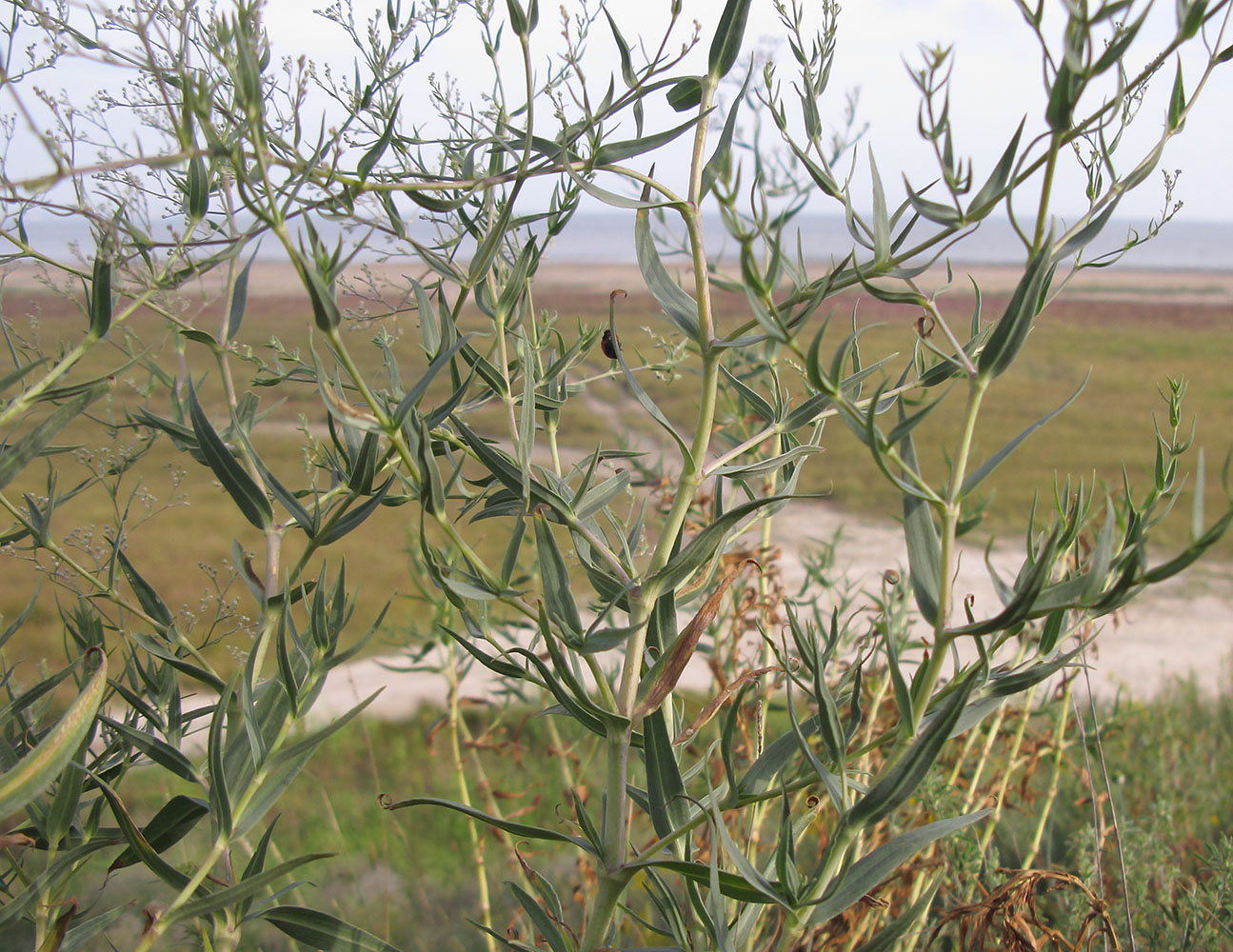 Image of Gypsophila paniculata specimen.