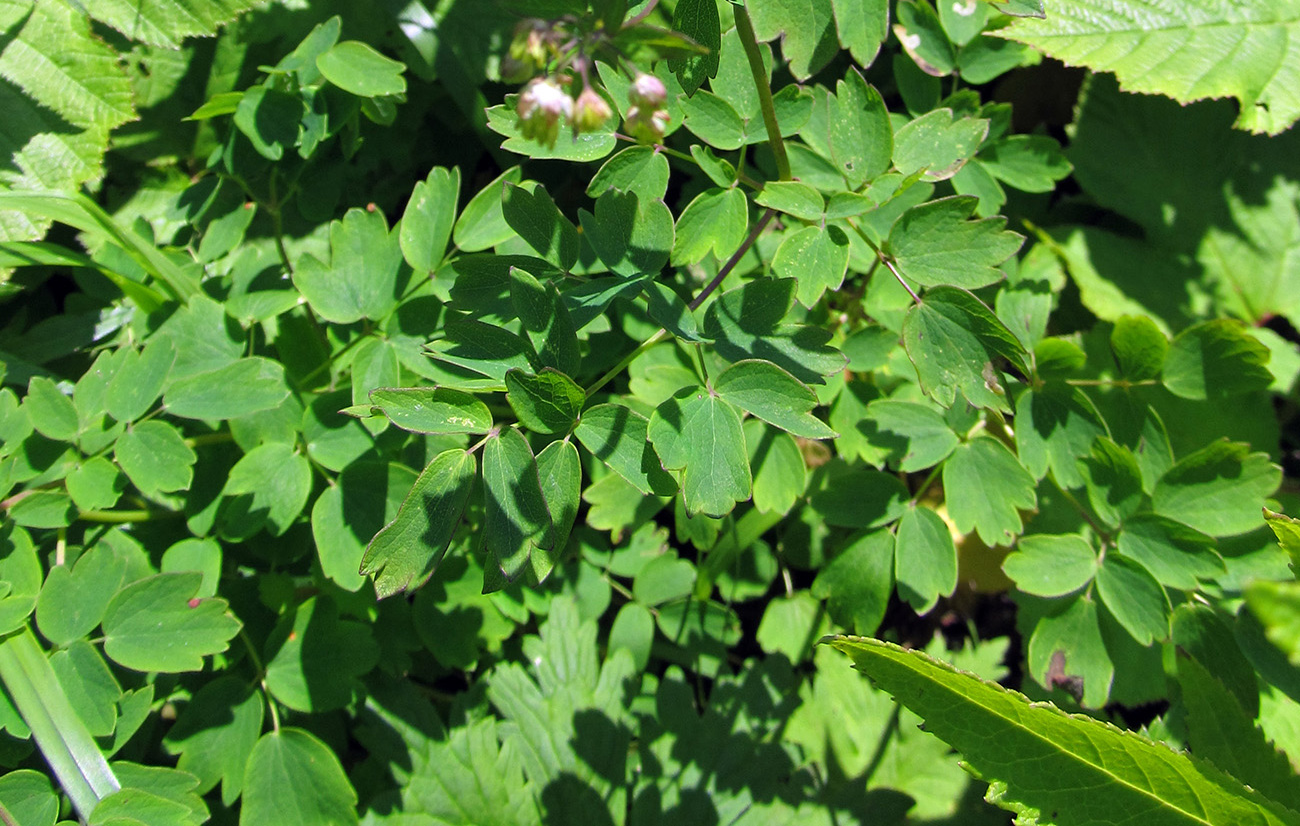 Image of Thalictrum minus specimen.