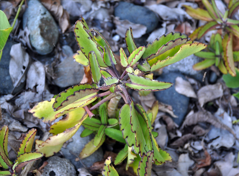 Image of Kalanchoe pinnata specimen.