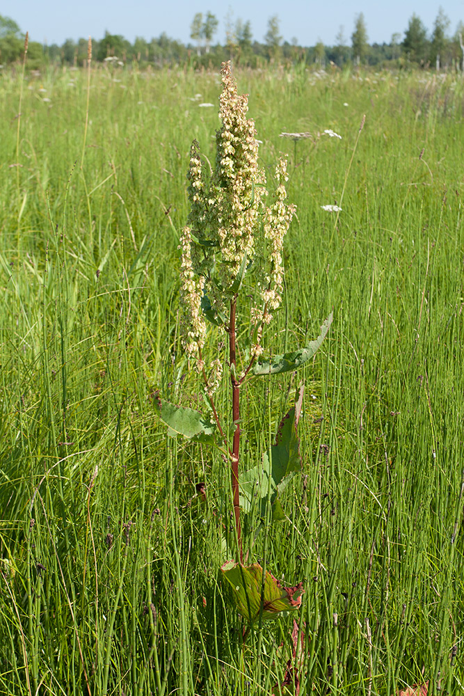 Изображение особи Rumex aquaticus.