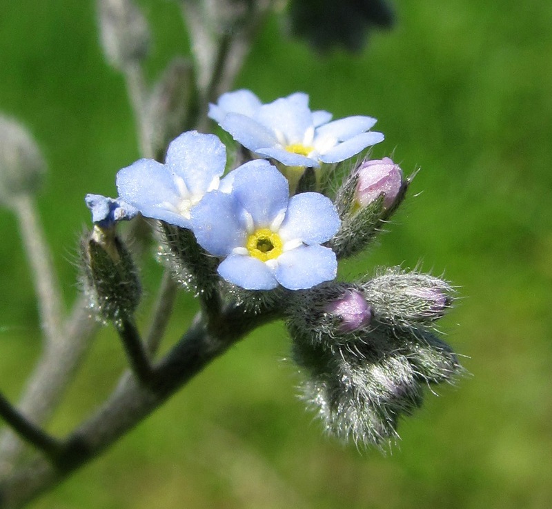 Image of Myosotis arvensis specimen.