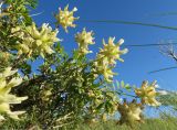 Astragalus xanthotrichos