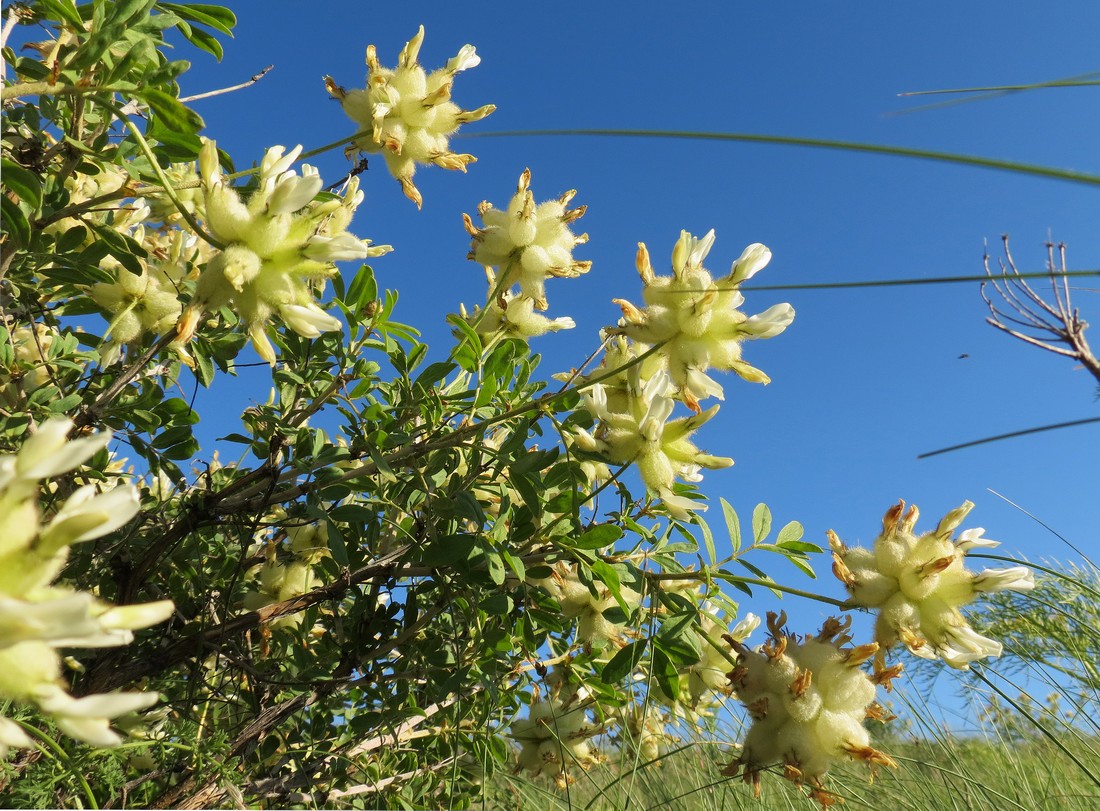 Изображение особи Astragalus xanthotrichos.