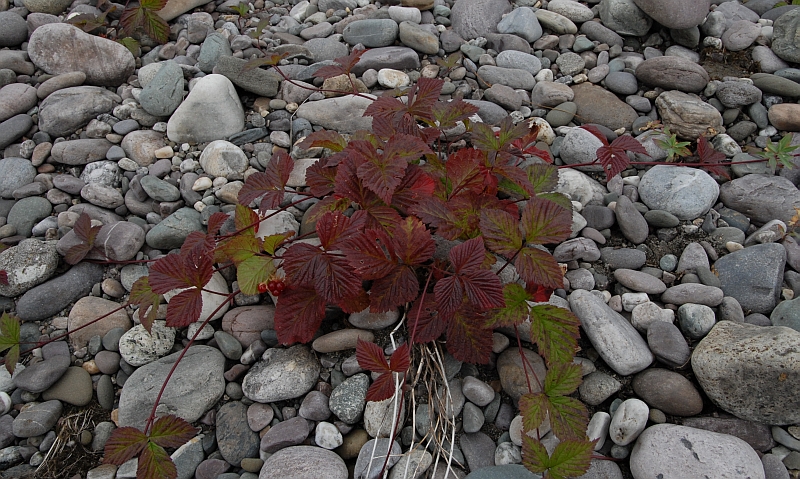 Image of Rubus saxatilis specimen.