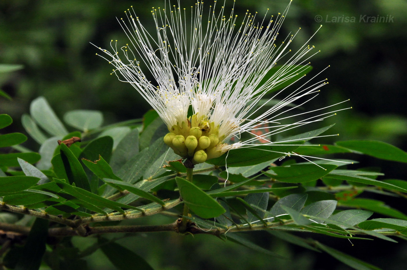 Image of Calliandra haematocephala specimen.