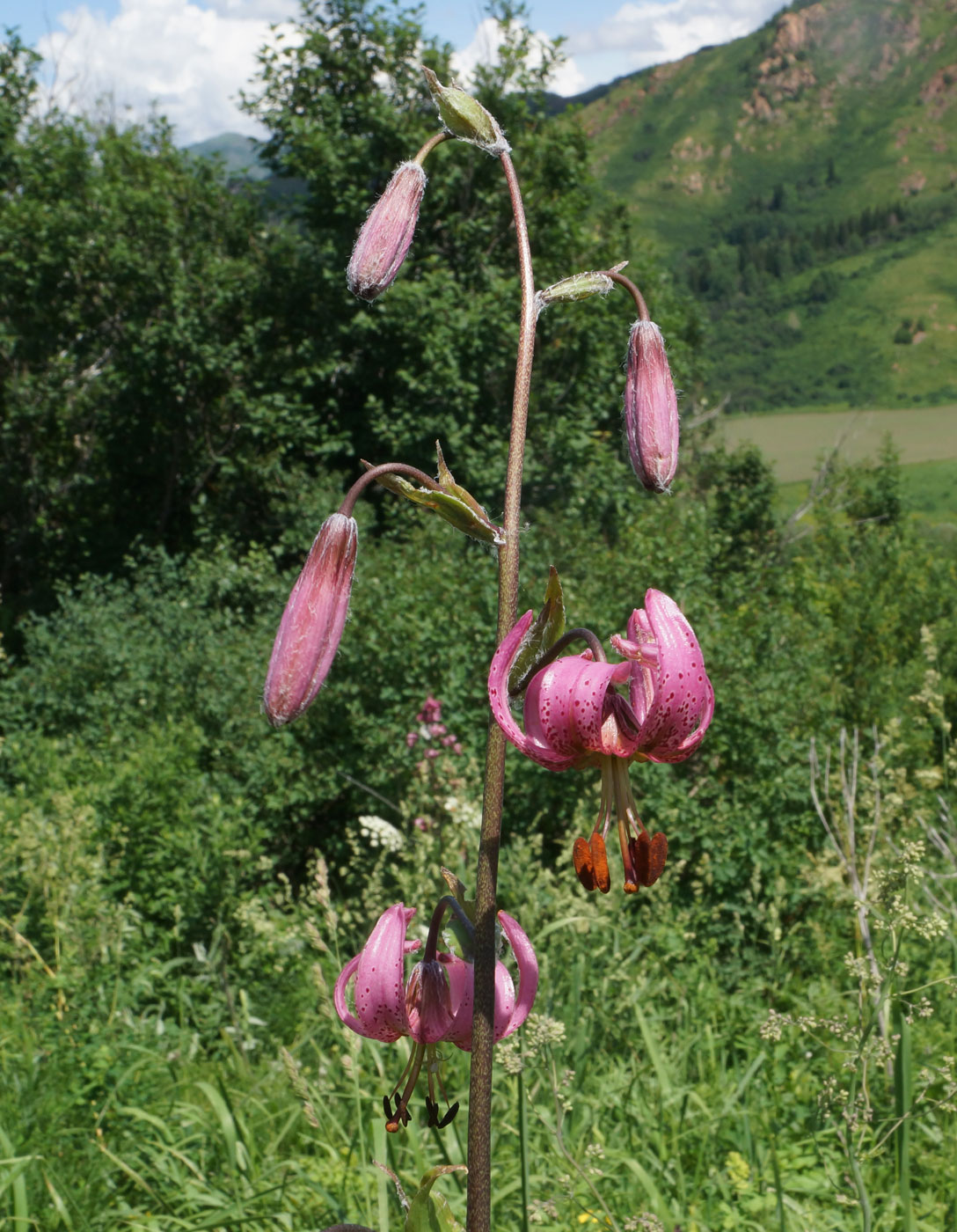 Изображение особи Lilium pilosiusculum.