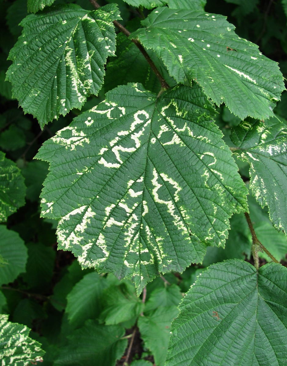 Изображение особи род Corylus.