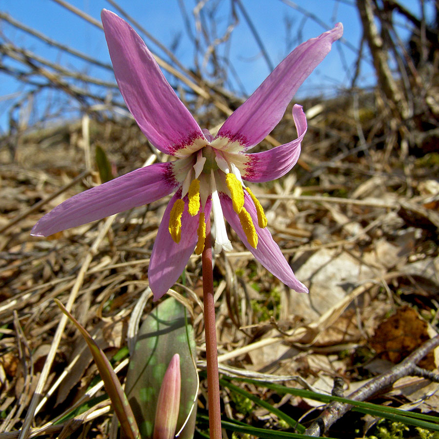 Кандык сибирский фото Erythronium sibiricum - Image of an specimen - Plantarium