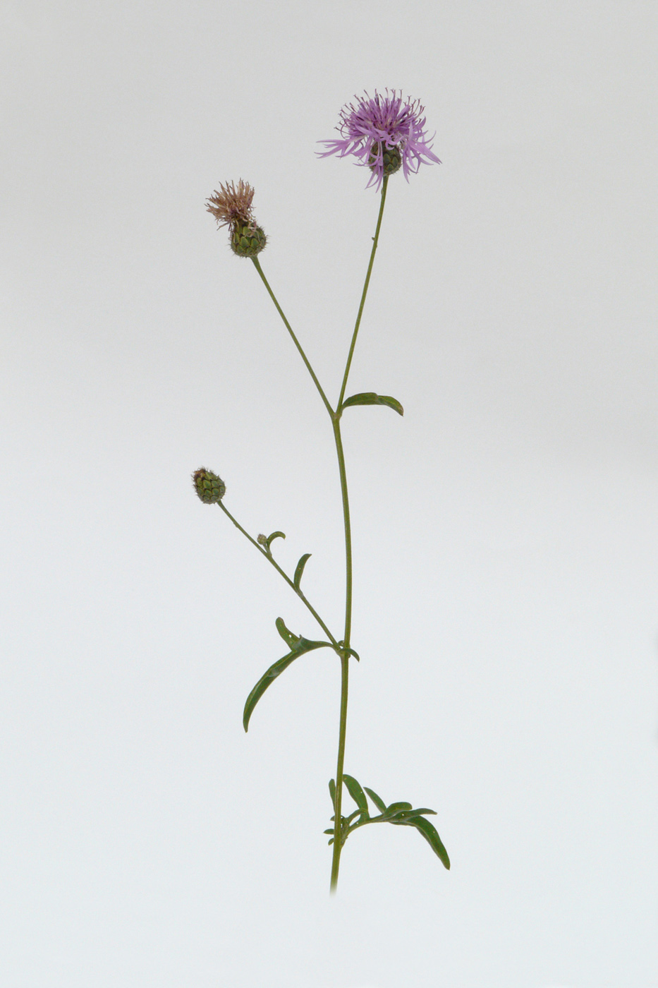 Image of Centaurea scabiosa specimen.